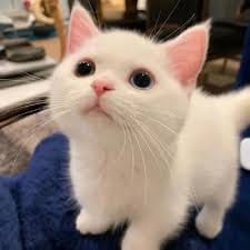 Asep Sunandar avatar